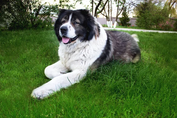 Pluizig Kaukasische Owcharka is liggend op de grond. Volwassen Cau — Stockfoto