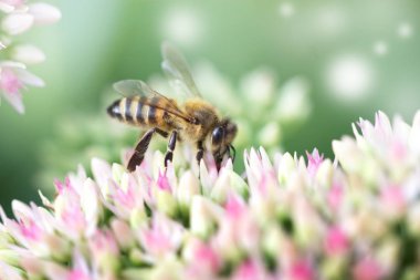 Arıya çiçeği içinde bahçedeki (hendek Stonecrop) bir çiçek. Arıya 
