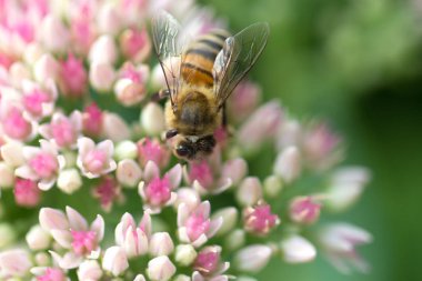 Arıya çiçeği içinde bahçedeki (hendek Stonecrop) bir çiçek. Arıya 