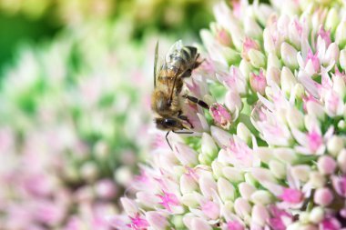 Arıya çiçeği içinde bahçedeki (hendek Stonecrop) bir çiçek. Arıya 