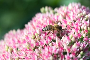 Arıya çiçeği içinde bahçedeki (hendek Stonecrop) bir çiçek. Arıya 