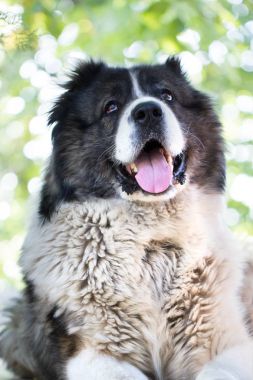 Yetişkin Kafkas çoban köpeği. L kabarık Kafkas çoban köpeği.