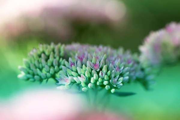 Gros plan petites fleurs. Sedum proéminent (Sedum spectabile). Ornam — Photo