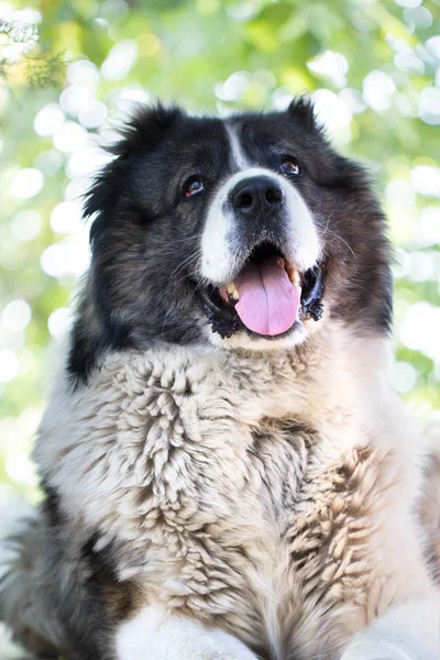 Ενηλίκων Καυκάσιος ποιμενικός σκύλος. Αφράτο Ποιμενικός Καυκάσου είναι l — Φωτογραφία Αρχείου