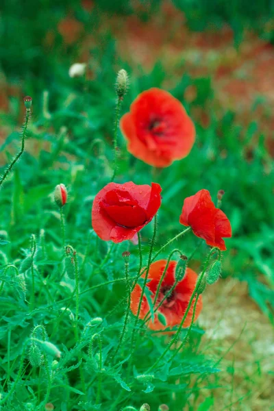 Yeşil otlar alan kırmızı poppy. Haşhaş çiçekleri. Kadar haşhaş hea kapatın — Stok fotoğraf