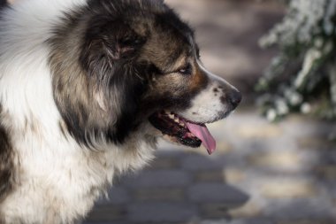 Bahçedeki kabarık Kafkas çoban köpeği. Kafkas çoban köpeği