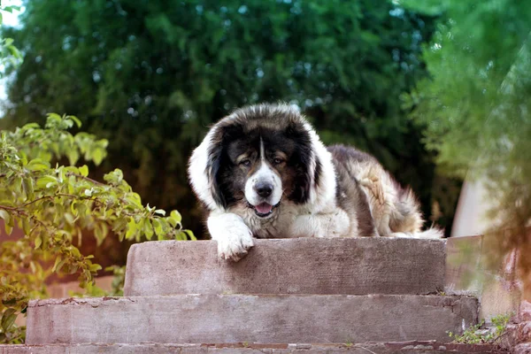 Fluffy perro pastor caucásico está tirado en el suelo. Cauc adulto —  Fotos de Stock