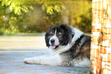 Yetişkin Kafkas çoban köpeği. L kabarık Kafkas çoban köpeği.