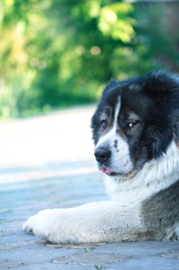 Yetişkin Kafkas çoban köpeği. L kabarık Kafkas çoban köpeği.