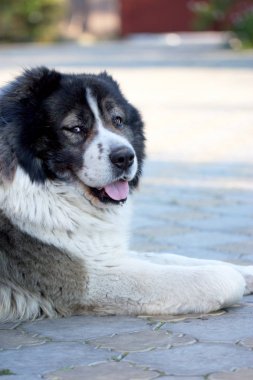 Yetişkin Kafkas çoban köpeği. L kabarık Kafkas çoban köpeği.