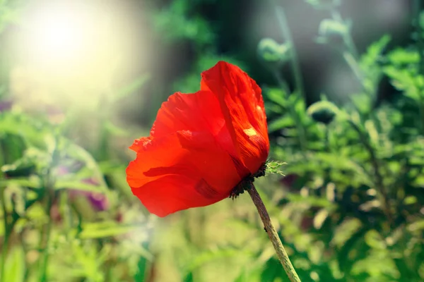 Coquelicot rouge sur champ de mauvaises herbes vertes. Fleurs de pavot. Gros plan coquelicot hea — Photo