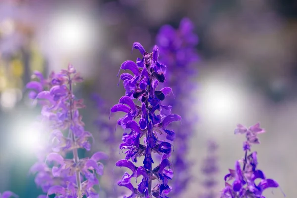 Güzel Violet Flowers.little yaz çiçek. Ga çiçeklenir