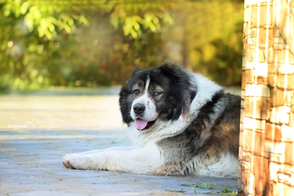 Adult Caucasian Shepherd dog. Fluffy Caucasian shepherd dog is l — Stock Photo, Image