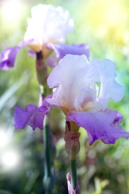 yeşil çayır parlak arka plan üzerinde Menekşe iris