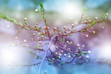 Çiçeği ile doğa sanat arka plan bahar. Güzel doğa sahneleri