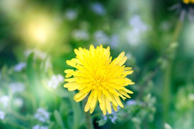 Soyut karahindiba çiçek arka plan. Büyük karahindiba.