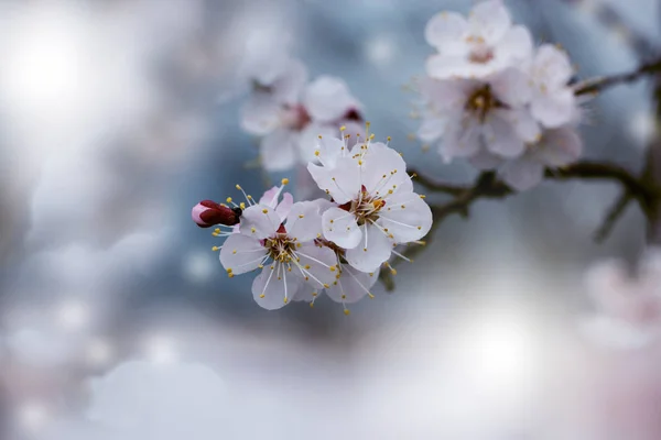 Natura piękne sceny z kwitnące drzewo. Abstrakcja niewyraźne bac — Zdjęcie stockowe