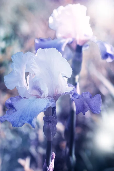 Violette Iris über grüner Wiese heller Hintergrund — Stockfoto