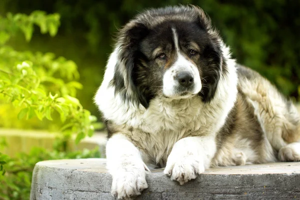 Adult Caucasian Shepherd dog. Fluffy Caucasian shepherd dog is l — Stock Photo, Image