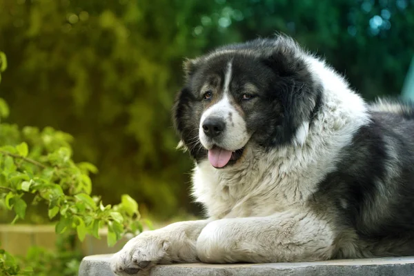 成人的高加索牧羊犬。蓬松的高加索牧羊犬是 l — 图库照片