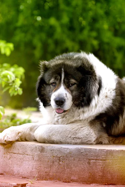 Volwassen Kaukasische Herder. Pluizig Kaukasische Owcharka is l — Stockfoto