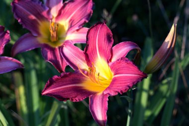 Royal lily bahçede çiçek açmış. Güzel kırmızı daylily akışı