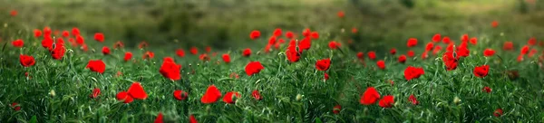 Papaver rhoeas (Maíz amapola Maíz rosa Campo amapola Flandes amapola — Foto de Stock