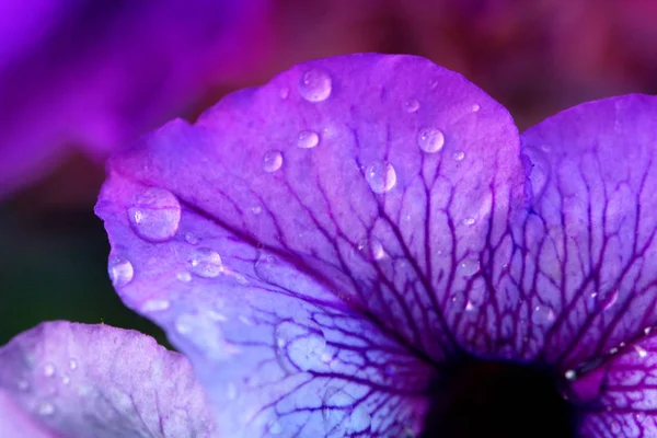 Wassertropfen auf einer Blume. Hintergrund Natur. — Stockfoto
