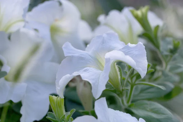 Dekorative weiße Petunien Surfinia Blumen im Freien — Stockfoto