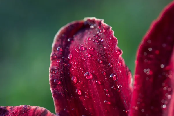 Gotas de agua en una flor. Antecedentes . — Foto de Stock