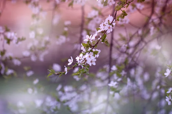 Zweig mit frischer Blüte von wilden Pflaumenblüten Nahaufnahme in Garde — Stockfoto