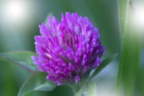 Fialová (violet) jarní květiny v zahradě. fialová (violet) spri — Stock fotografie