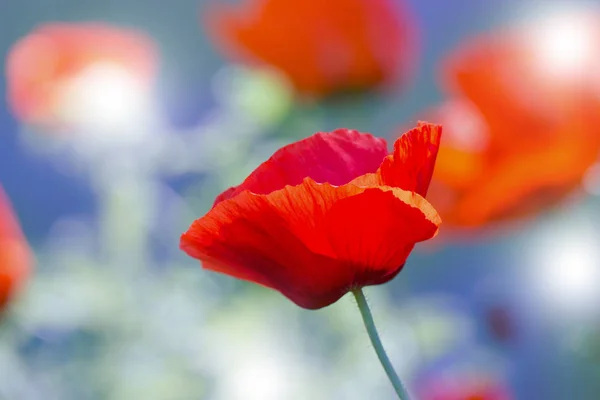 Rode papaver op groene onkruid veld. Klaproos bloemen. Close-up van poppy hea — Stockfoto