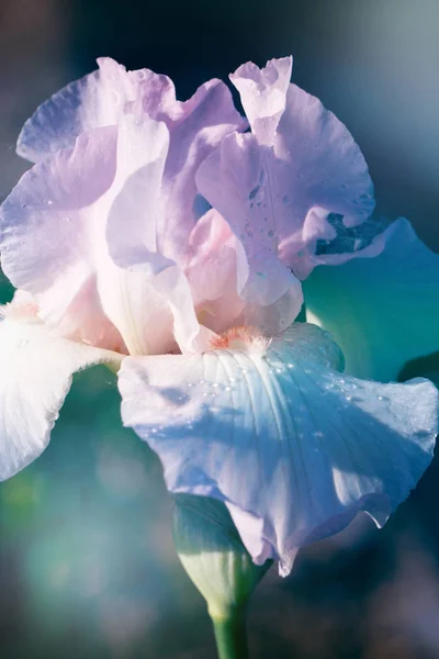 Schöne Blüten einer Iris. schöne Schwertlilien auf grünem Hintergrund — Stockfoto