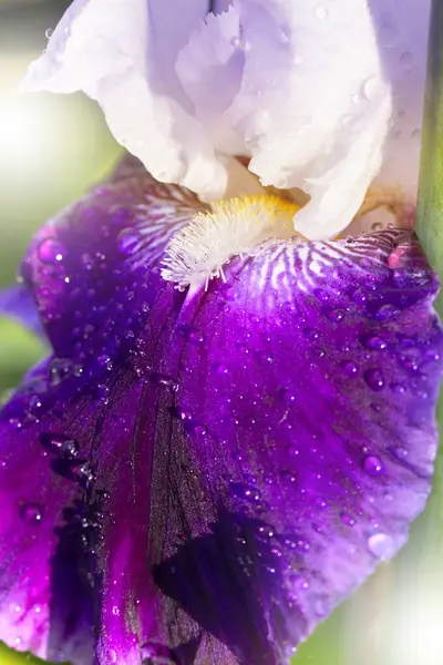 Violette Blütenblätter mit Regentropfen. Wassertropfen auf einer Blume — Stockfoto