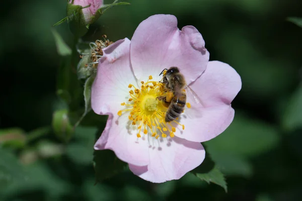 Frühling (Sommer) Rosenblüte und Biene. Biene auf einer Blume — Stockfoto