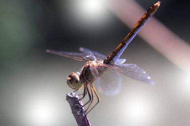 Bitki üzerinde güzel yusufçuk. Bir yusufçuk fotoğrafını ekrana kapatın.