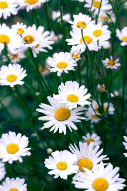 Papatya alan çiçek kenarlığı. Bloo ile güzel doğa manzara