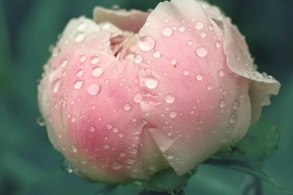 Okvětní plátky růžové mokré Pivoňka s kapkami vody — Stock fotografie