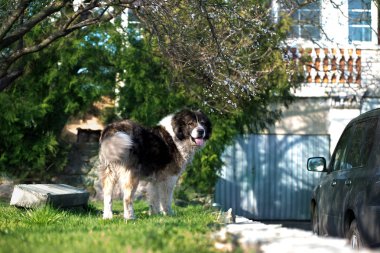  Bahçedeki yetişkin Kafkas çoban köpeği. 