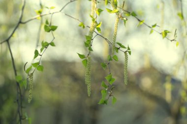 Huş ağacı çiçeği. Bahar arka plan ile huş catk Şubesi