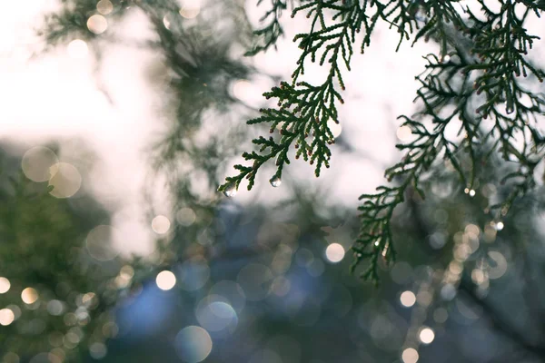 Φόντο με κλαδιά arborvitae thuja αειθαλές δέντρο κυπαρισσιών — Φωτογραφία Αρχείου