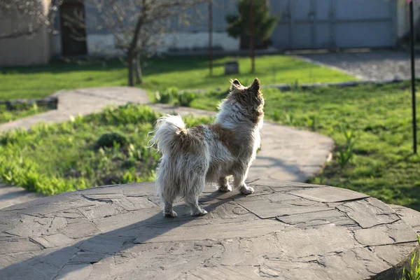 Playful Pet Outdoors. Fluffy slittle dog in the yard — Stock Photo, Image