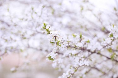 Bahar çiçek açması bahar çiçekleri yumuşak flo karşı bir erik ağacı üzerinde