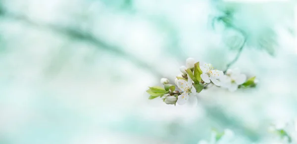 Wiosna kwiaty kwitnących wiosną na Śliwa przeciwko soft-flo — Zdjęcie stockowe