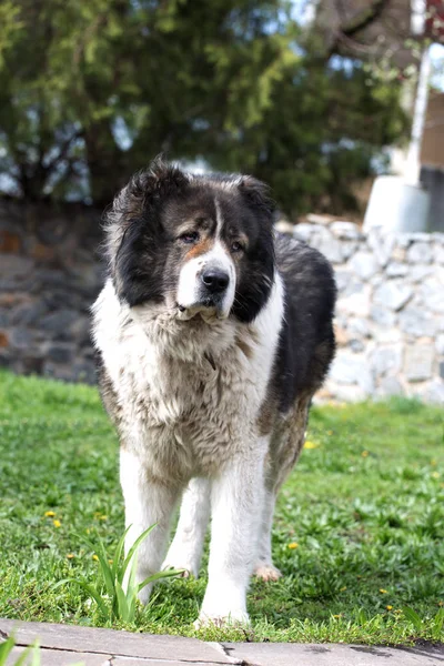 Caucasian Shepherd dog in the yard. Caucasian sheepdog in sprig — Stock Photo, Image