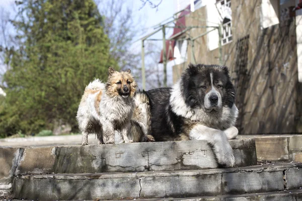 Anjing gembala kaukasia di halaman. Anjing gembala kaukasia dalam busa — Stok Foto