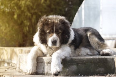 Delikanlı zamanında Kafkas çoban köpeği. Yetişkin Kafkas çoban köpeği ben