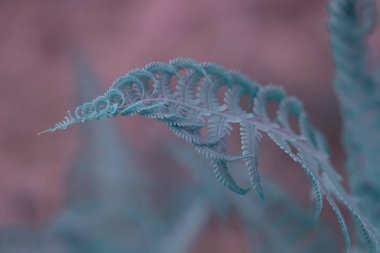 Doğal fern yaprak portre. Süsleme yaprak mavi tonda fotoğraf. Oymak