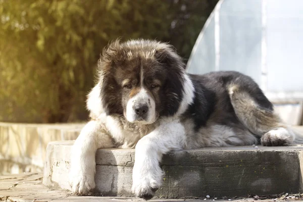 Perro pastor caucásico en tiempo de ramita. Pastor adulto caucásico perro i —  Fotos de Stock